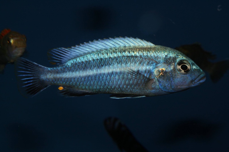 Melanochromis heterochromis